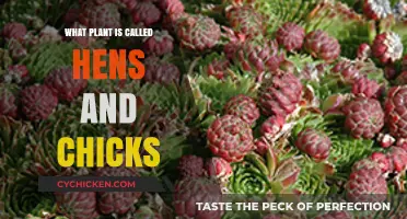 Hens and Chicks: Unveiling the Fascinating World of Sempervivum Plants