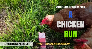 Chicken-Safe Plants: What to Put in Your Run