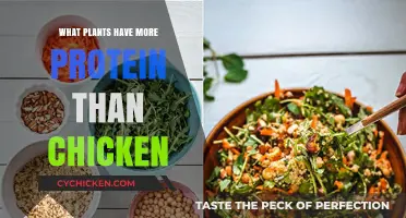 Protein-Packed Plants: Surprising Veggies Outshining Chicken's Muscle-Building Power