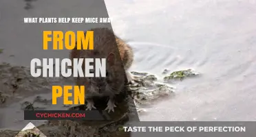 Plants to Repel Mice from Chicken Pens