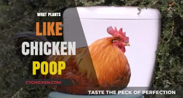 Chicken Poop Fertilizer: Which Plants Thrive on Poultry Manure?