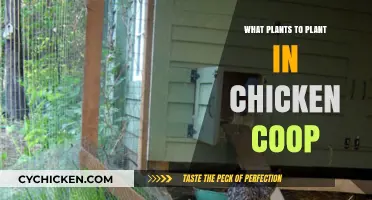 Feathered Friends' Garden: Best Plants for Your Chicken Coop
