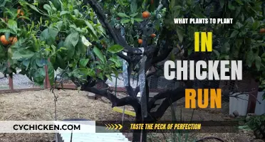 Best Plants for Chicken Runs: Safe, Edible, and Coop-Friendly Options