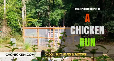 Best Plants for Chicken Runs: Safe, Edible, and Coop-Friendly Options