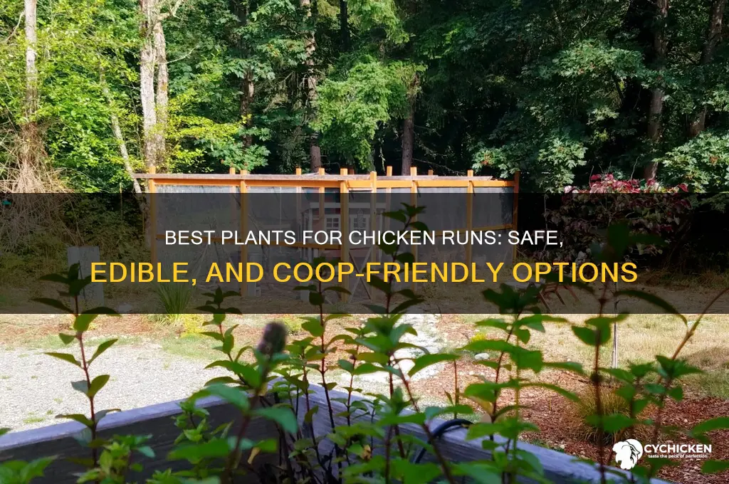 what plants to put in a chicken run