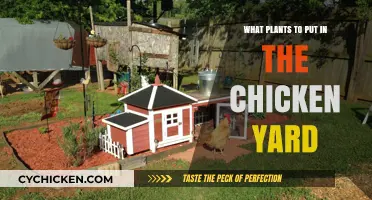 Best Plants for a Healthy, Happy Chicken Yard: Top Picks