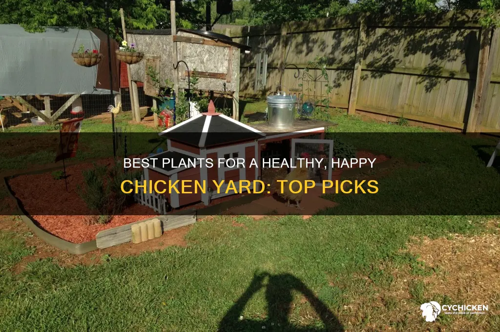 what plants to put in the chicken yard