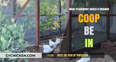 Ideal Placement Options for Your Chicken Coop: A Comprehensive Guide