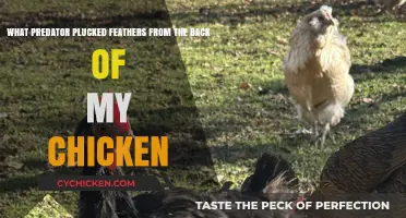 Who's Plucking Feathers From My Chickens?