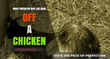 Deadly Chicken Predators: Which Animal Rips Off Their Heads?