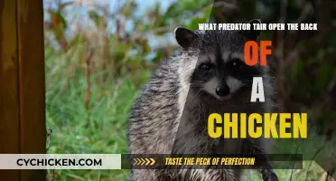 How Predators Kill: Attacking Chickens from Behind
