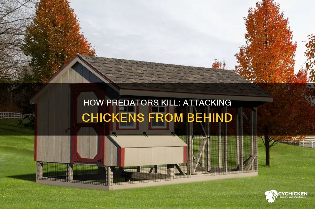 what predator tair open the back of a chicken