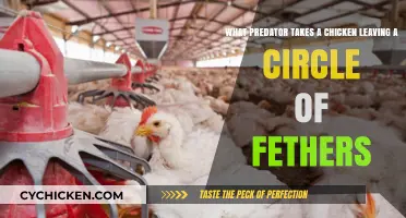 Mysterious Chicken Predator: Circle of Feathers Clue