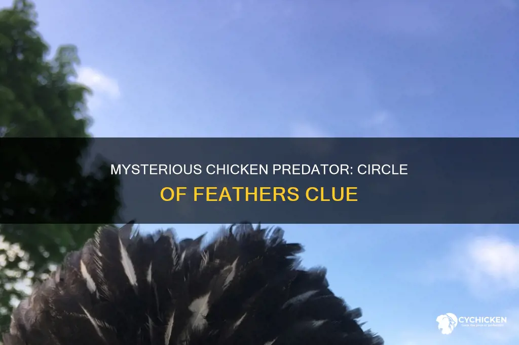 what predator takes a chicken leaving a circle of fethers