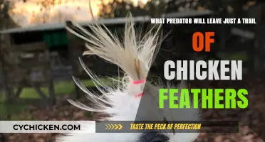 Chicken Feathers: Trail of a Fox