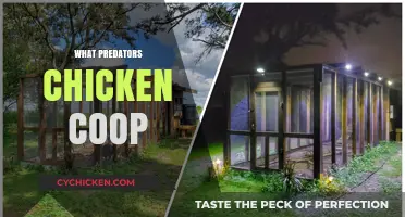 Safeguarding Your Flock: A Guide to Predator-Proofing Your Chicken Coop