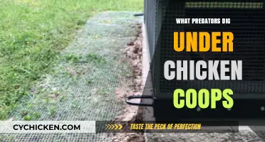 Uncovering the Truth: Which Predators Dig Under Chicken Coops?