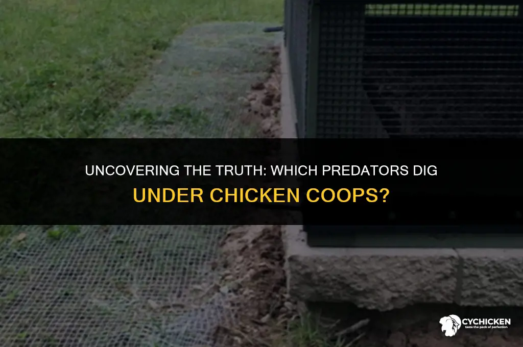 what predators dig under chicken coops