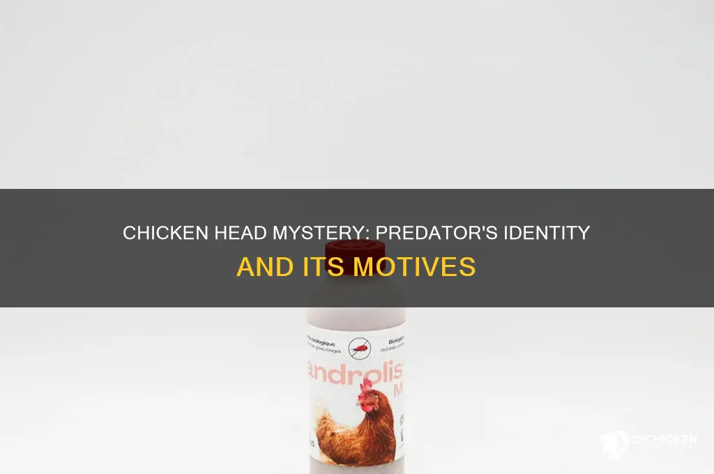 what preditor chews just the head off of a chicken