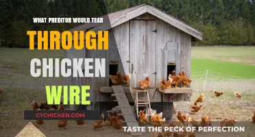 Predators That Easily Tear Through Chicken Wire: Protect Your Flock Now