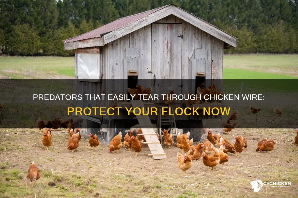 what preditor would tear through chicken wire