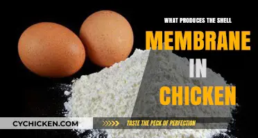 Understanding the Formation of Chicken Eggshell Membranes: A Biological Process