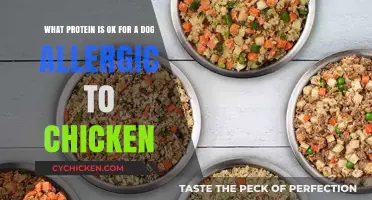 Best Protein Sources for Dogs Allergic to Chicken