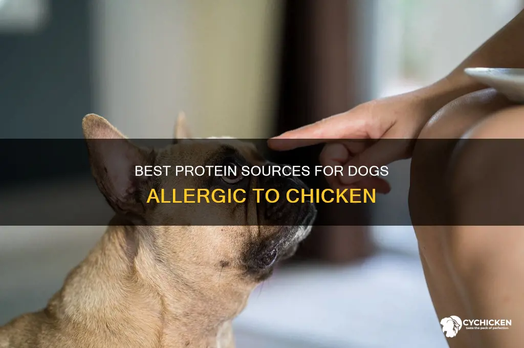 what protein is ok for a dog allergic to chicken