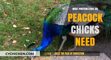 Optimal Protein Levels for Healthy Peacock Chick Growth and Development