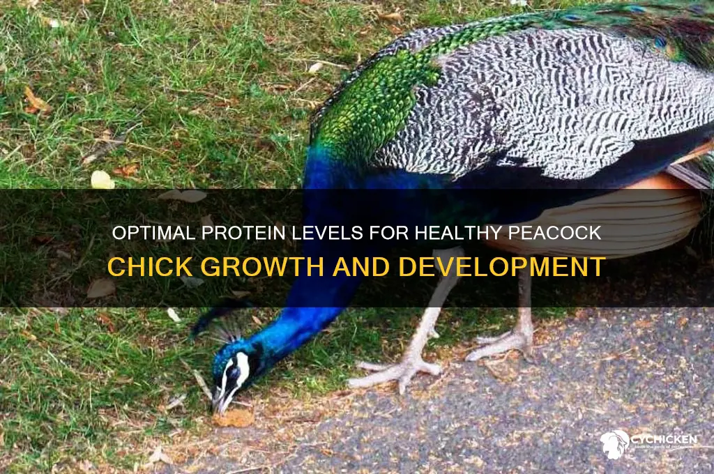 what protein level do peacock chicks need