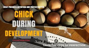 Chick Development: Nutrition and Protection Sources