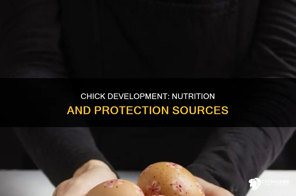 what provides nutrition and protection for chick during development