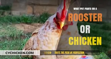 Why Would Anyone Put Pants on a Rooster or Chicken?