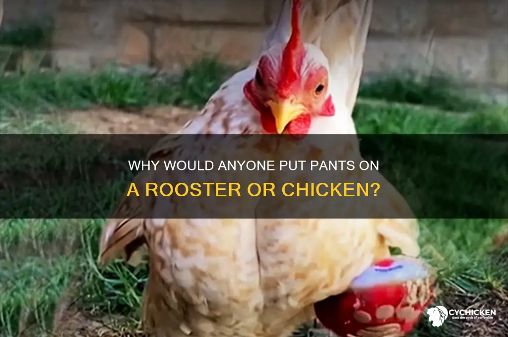 what put pants on a rooster or chicken