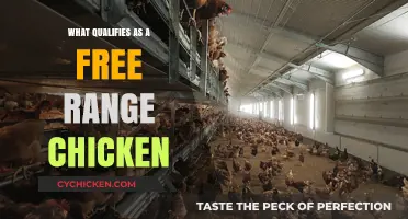 Understanding Free Range Chickens: Standards, Benefits, and Labeling Explained