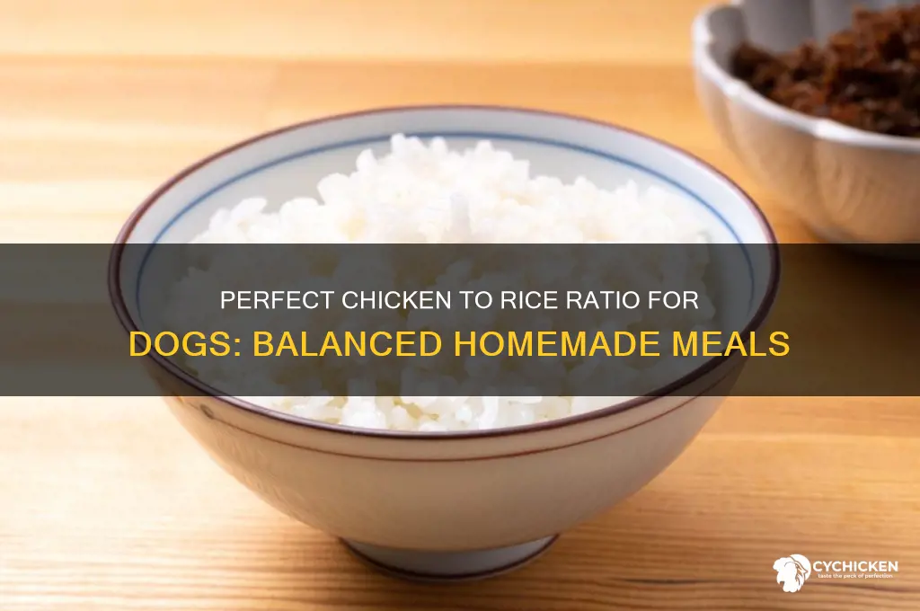 what ratio of chicken to rice for dogs