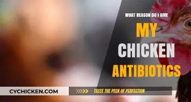 Why Antibiotics Are Necessary for Your Chicken's Health and Well-being