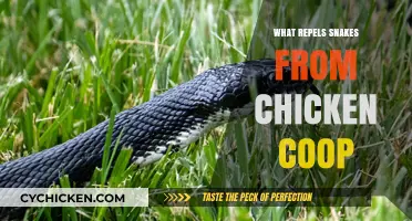 Natural Snake Repellents: Safeguarding Your Chicken Coop