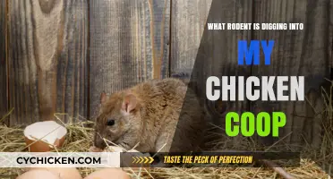 Unwanted Roommates: How to Identify and Deter Rodents from Your Chicken Coop