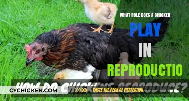 Understanding the Chicken's Vital Role in the Reproduction Process