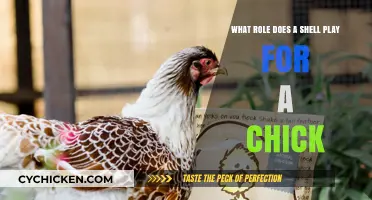 Shells: A Chick's First Line of Defense