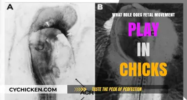 Fetal Movement's Impact on Chick Development: Unraveling the Mystery