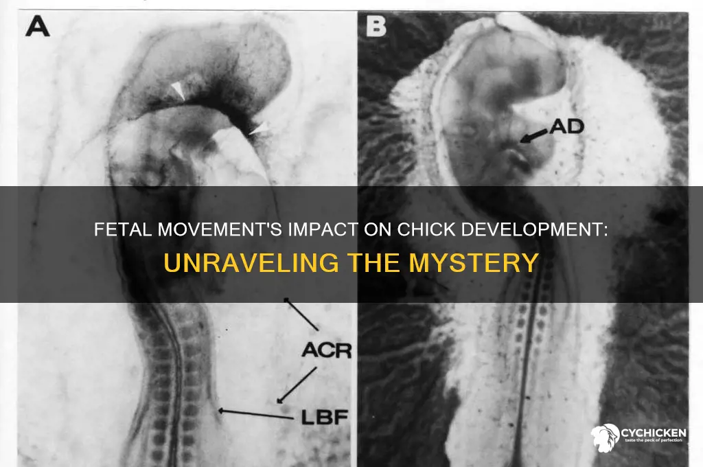 what role does fetal movement play in chicks