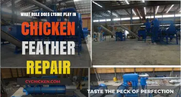 Lysine's Role in Chicken Feather Repair and Growth