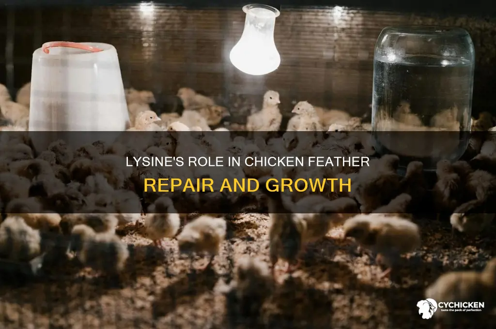 what role does lysine play in chicken feather repair