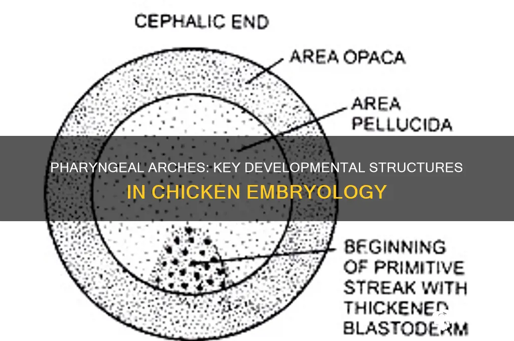 what role does pharyngeal arches play in chicken