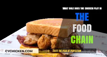 Chicken's Role in the Food Chain Explained