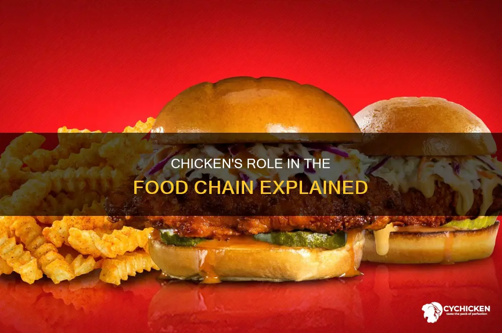 what role does the chicken play in the food chain