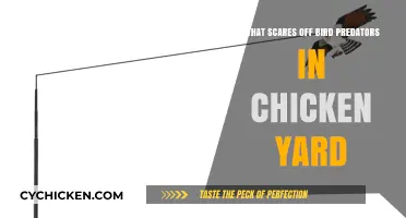 Effective Ways to Deter Bird Predators in Your Chicken Yard