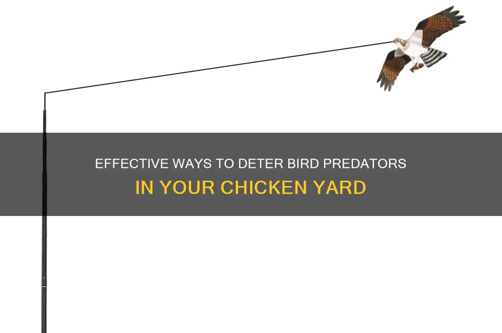 what scares off bird predators in chicken yard